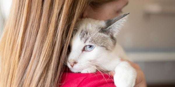 Image showcasing Cat Anxiety Medication and Treatment | Preventive Vet